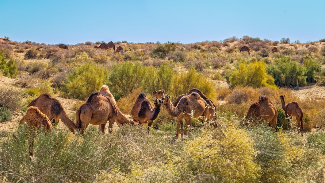 LOI für 15 Day Safari Tour